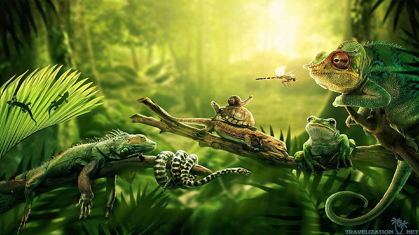 Awesome Sceneries Of Jungle Travelization PX Rainforest . Wildlife , Animal , Jungle, Brazil Rainforest HD wallpaper