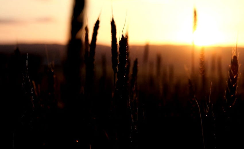 Wheat Field Nature Light Sun Sky Sunset HD wallpaper