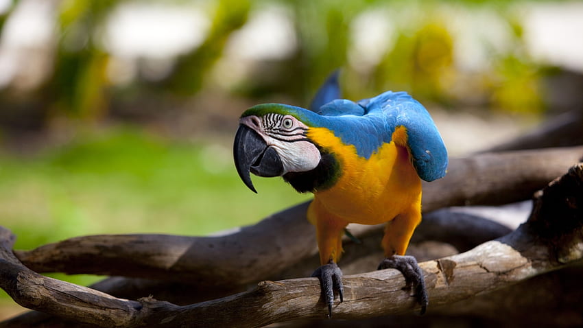Papagaio, azul, pássaro, amarelo, pasare, papagal papel de parede HD