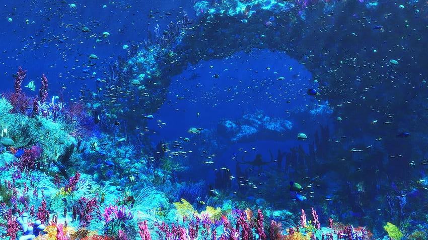 바다 생활 배경입니다. 아름다운 바다 생물 HD 월페이퍼