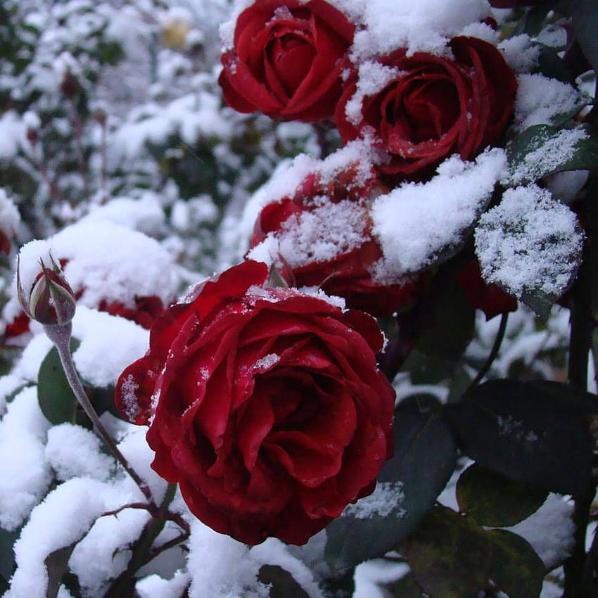 ไอเดีย Frost & Snow on the Roses ดอกไม้สวย กุหลาบสวย กุหลาบ Snowy Rose วอลล์เปเปอร์โทรศัพท์ HD