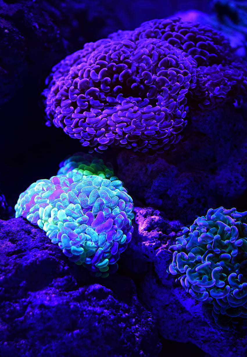 สัตว์ ปะการัง เรืองแสง โลกใต้ทะเล วอลล์เปเปอร์โทรศัพท์ HD