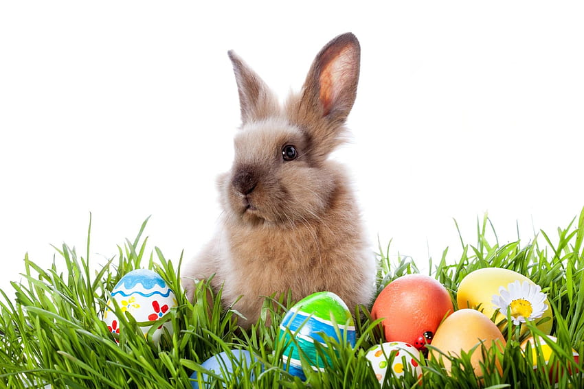 Kelinci Paskah, kepik, Paskah, rumput, telur, kelinci, bunga, Musim Semi, Daisy, kelinci Wallpaper HD