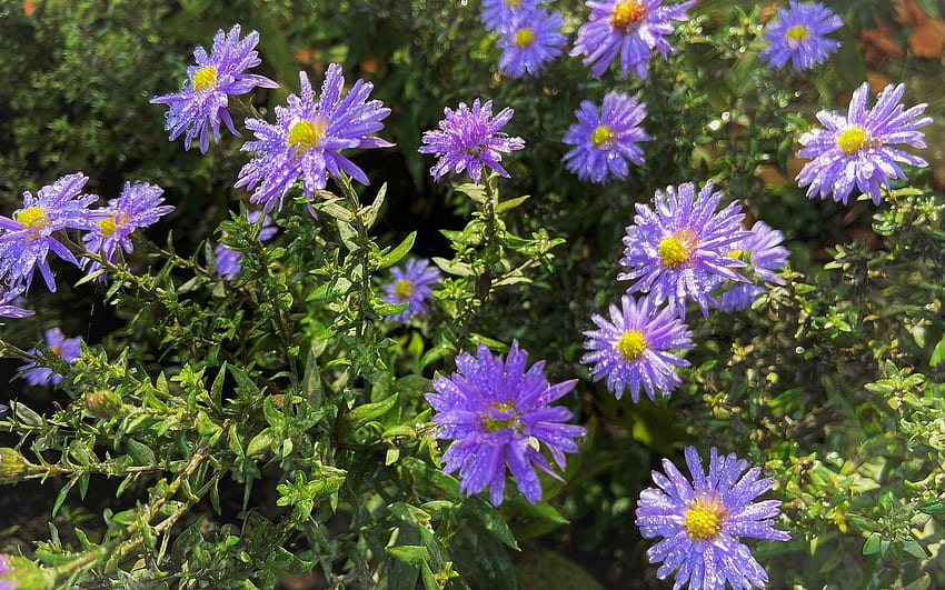 Astern, lila, Blumen, Makro, Tropfen HD-Hintergrundbild