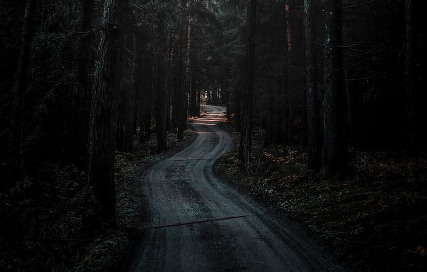 Фон в тъмна гора, голям път в тъмна гора HD тапет