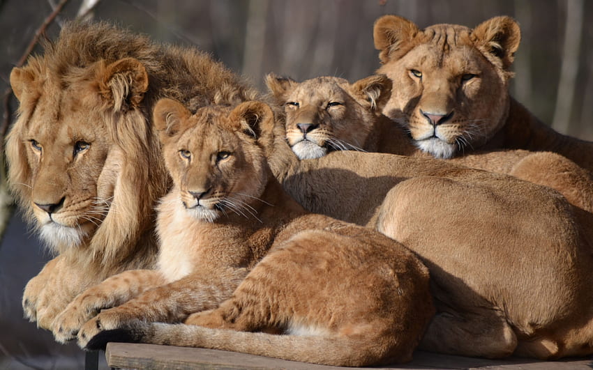 Lwy, zwierzę, brąz, leu, młode, rodzina, lew Tapeta HD