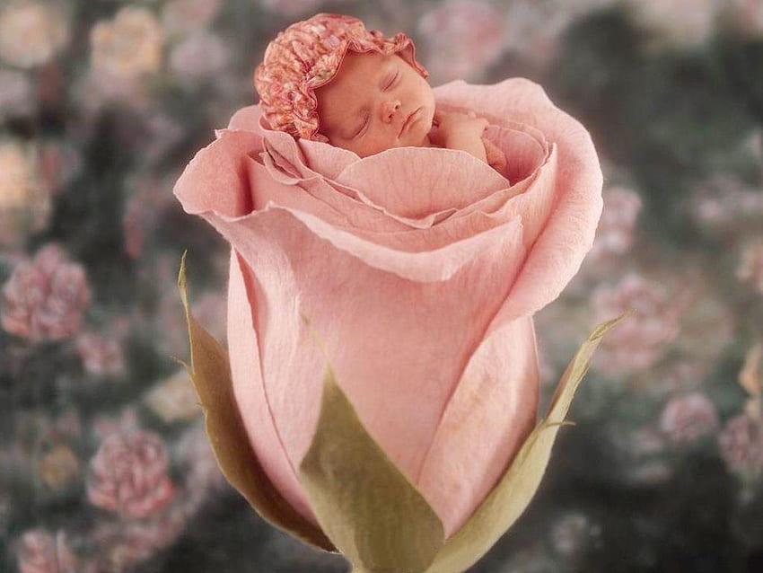 little-cute-baby-in-pink-rose ทารก คน น้อย กุหลาบ สีชมพู กระโดด ดอกไม้ ธรรมชาติ นอนหลับ วอลล์เปเปอร์ HD