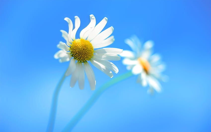 Background, Sky, Camomile, Flower, Macro, Couple, Pair, Chamomile HD wallpaper
