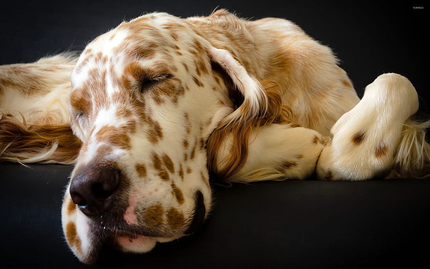 Sleeping Great Dane - Animal, Great Dane Dog HD wallpaper