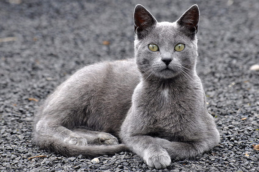 สัตว์ แมว สีเทา หินบด เศษหินหรืออิฐ วอลล์เปเปอร์ HD