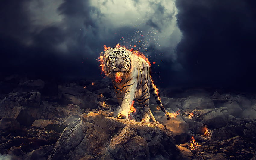 Angry, raging, white tiger HD wallpaper
