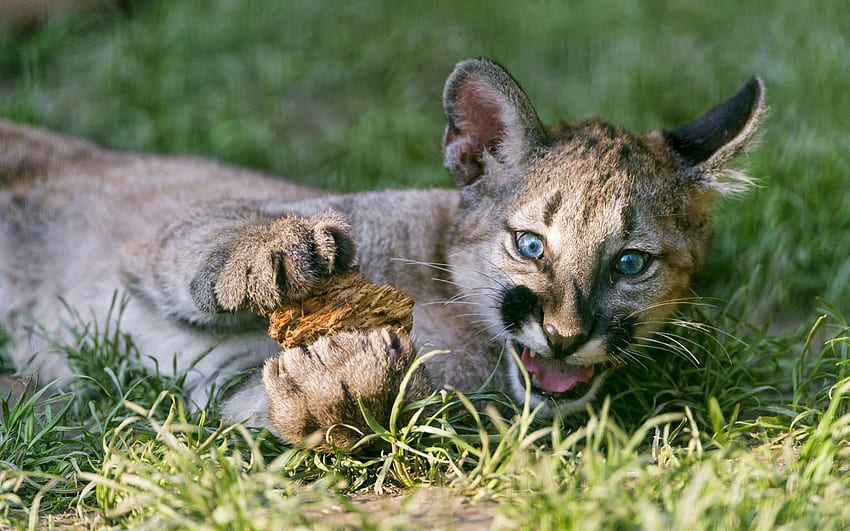 Hewan, Puma, Muda, Kucing Besar, Joey, Singa Gunung, Cougar Wallpaper HD
