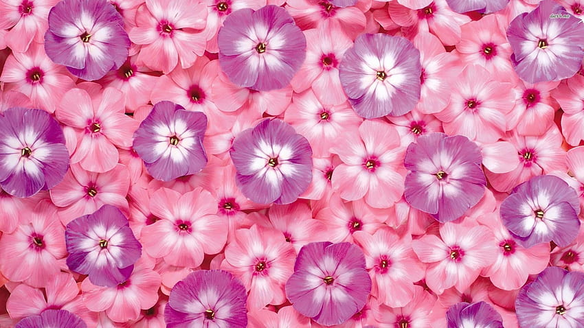 Download Small Baby Pink Flower Wallpaper  Wallpaperscom
