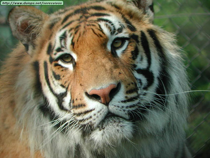 słodki tygrys syberyjski, kot, tygrys Tapeta HD