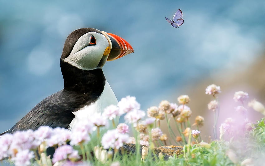 Puffin and Butterfly, flowers, butterfly, bird, puffin HD wallpaper