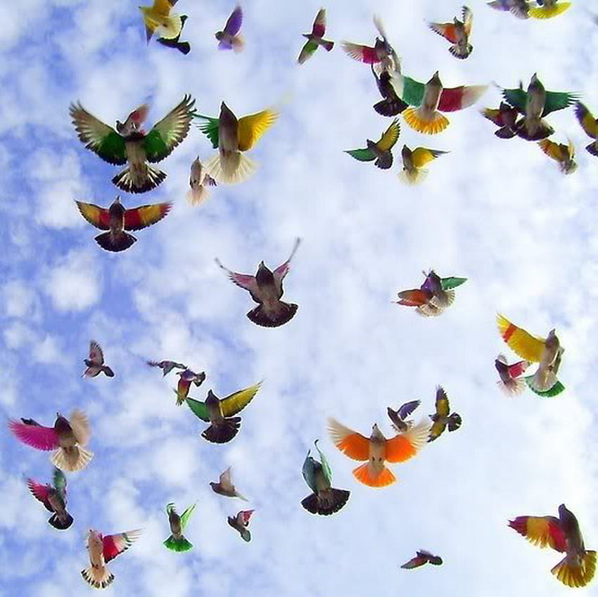 dove, colorful, sky, fly HD wallpaper