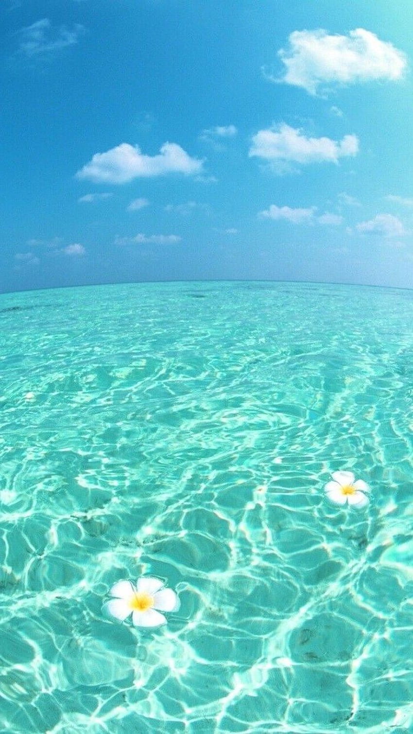 Blue Sky Ocean Water Two White Flowers Floating Cute Lockscreens In 2020. 아이폰 풍경, 아이폰 여름, 여름 배경, 귀여운 카와이 여름 HD 전화 배경 화면