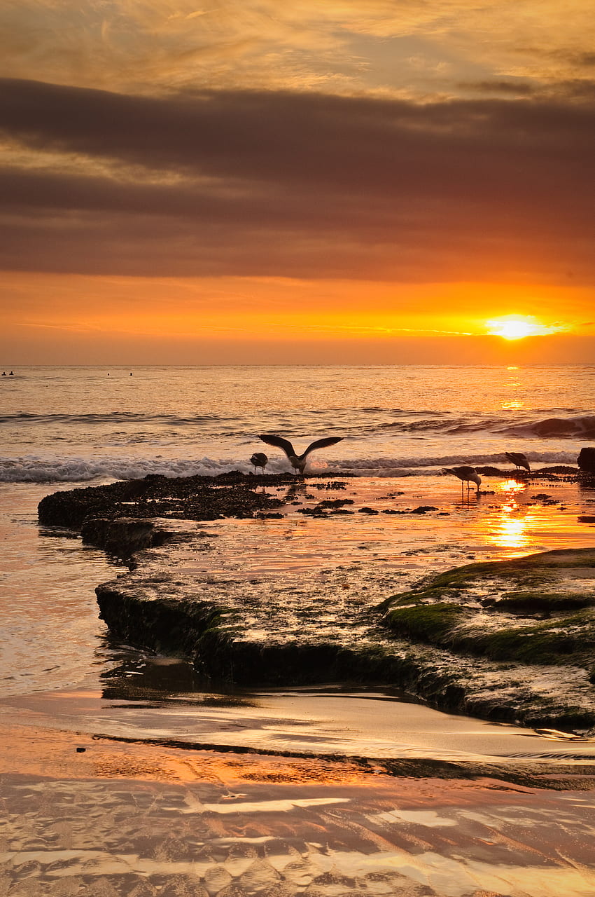 Nature, Birds, Sunset, Sea, Seagulls, Waves, Coast HD phone wallpaper