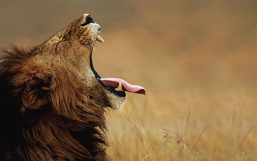 Animals, Muzzle, Lion, Profile, Scream, Cry, Language, Tongue HD wallpaper