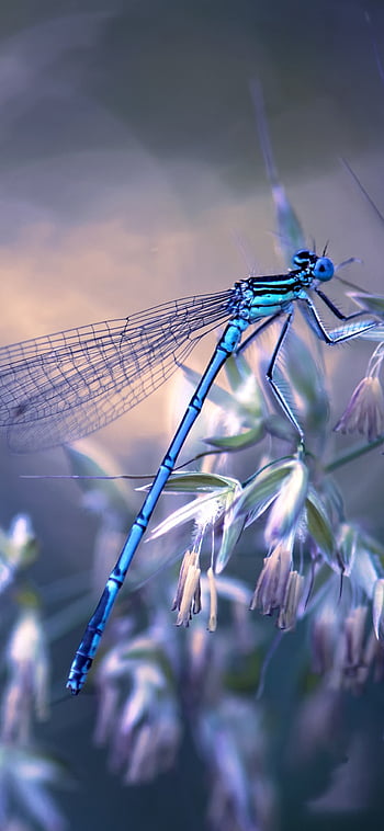 Dragonfly Wallpapers  Wallpaper Cave