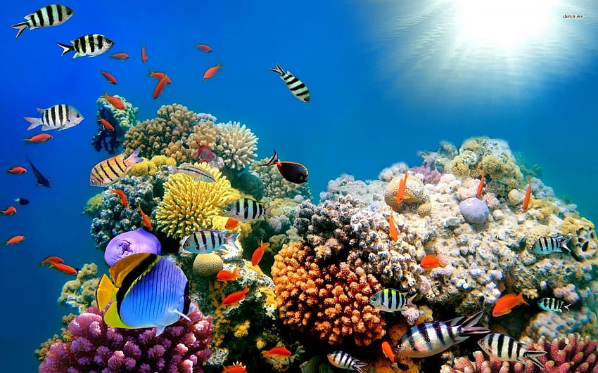 Grande Barreira de Coral papel de parede HD