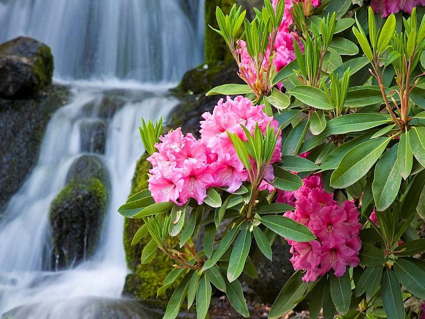 Waterfall with Pink Flowers, falls, pink, white, leaves, green, waterfall, nature, flowers HD wallpaper