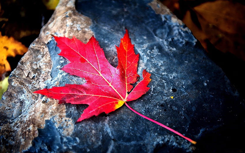 outono, rocha, macro, folha, folha, pedra, seco papel de parede HD