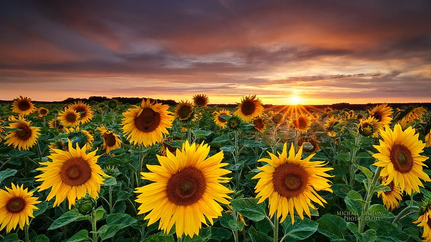 Słonecznikowe pole, pole, kwiat, przyroda, zachód słońca, słonecznik Tapeta HD