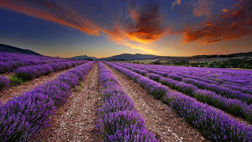 Ladang Lavender dan Latar Belakang Wallpaper HD
