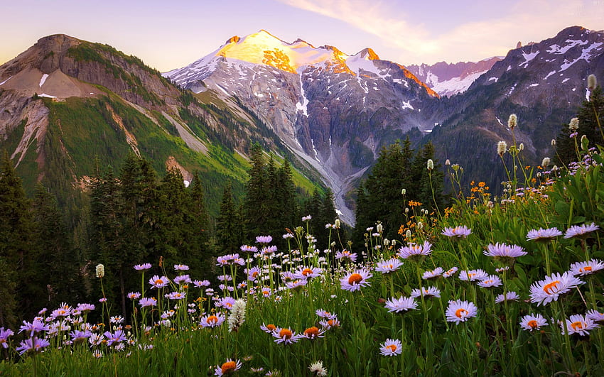 Padang rumput bunga liar, gunung, bunga liar, bukit, pemandangan, padang rumput, rumput, indah Wallpaper HD