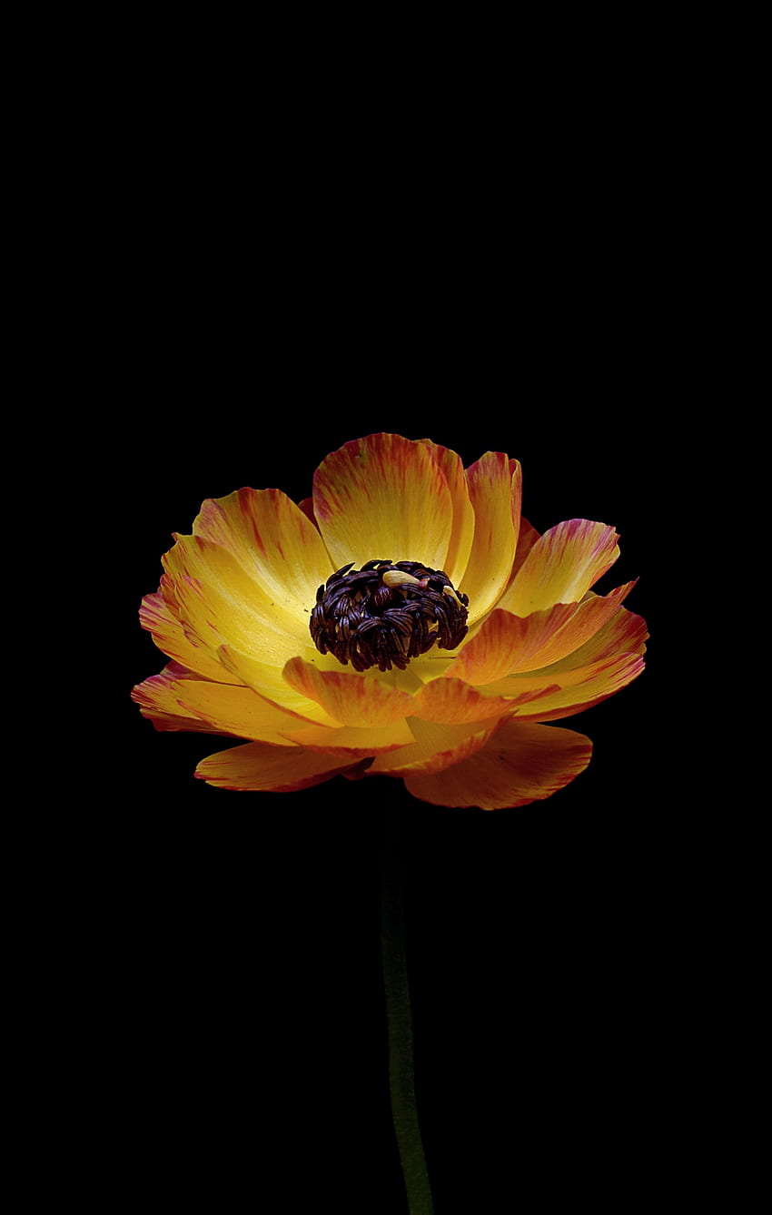 Orange Ranunculus, flower, portrait HD phone wallpaper