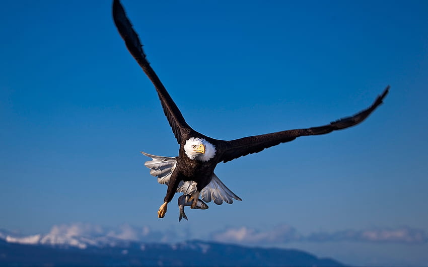 Tiere, Vögel, Adler HD-Hintergrundbild