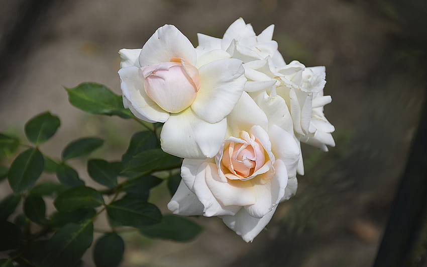 White roses, Roses, Flowers, Whi, Nature HD wallpaper
