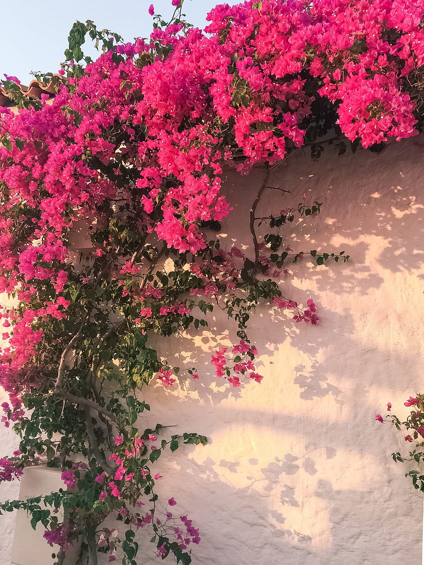 เฟื่องฟ้า. ดอกไม้สีชมพู ภูมิทัศน์ที่สวยงาม พื้นหลังดอกไม้ เฟื่องฟ้า วอลล์เปเปอร์โทรศัพท์ HD