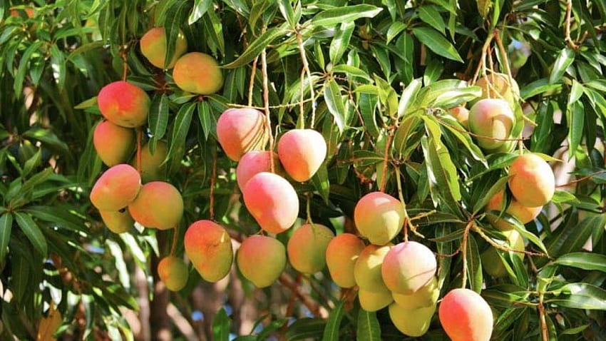 Puedes cultivar un árbol de mango en una maceta fondo de pantalla