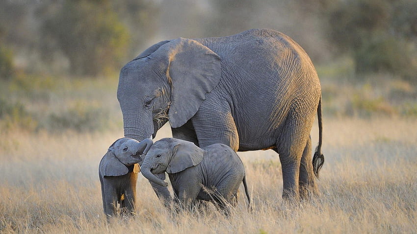 elefantino e madre - Giornata mondiale dell'elefante, Elefanti, Elefantino, Famiglia di elefanti Sfondo HD