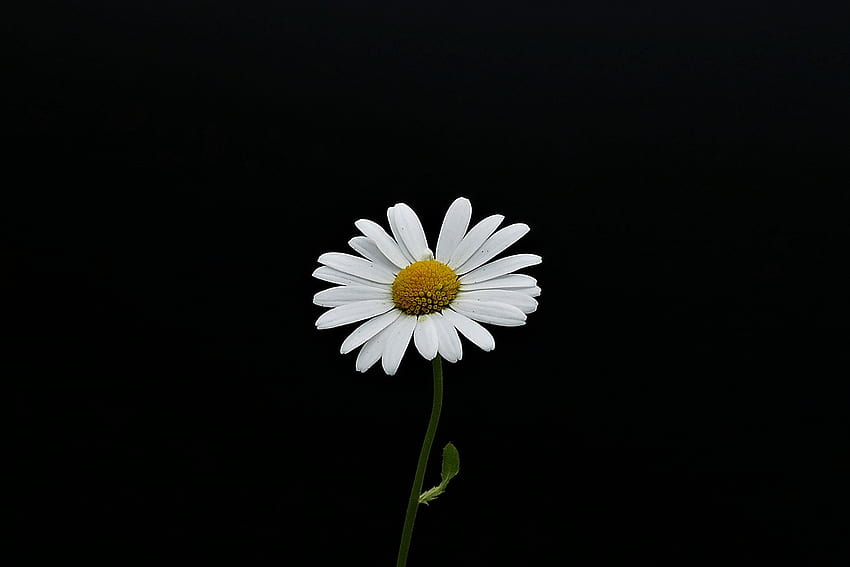 Portrait, white flower, minimal, daisy HD wallpaper