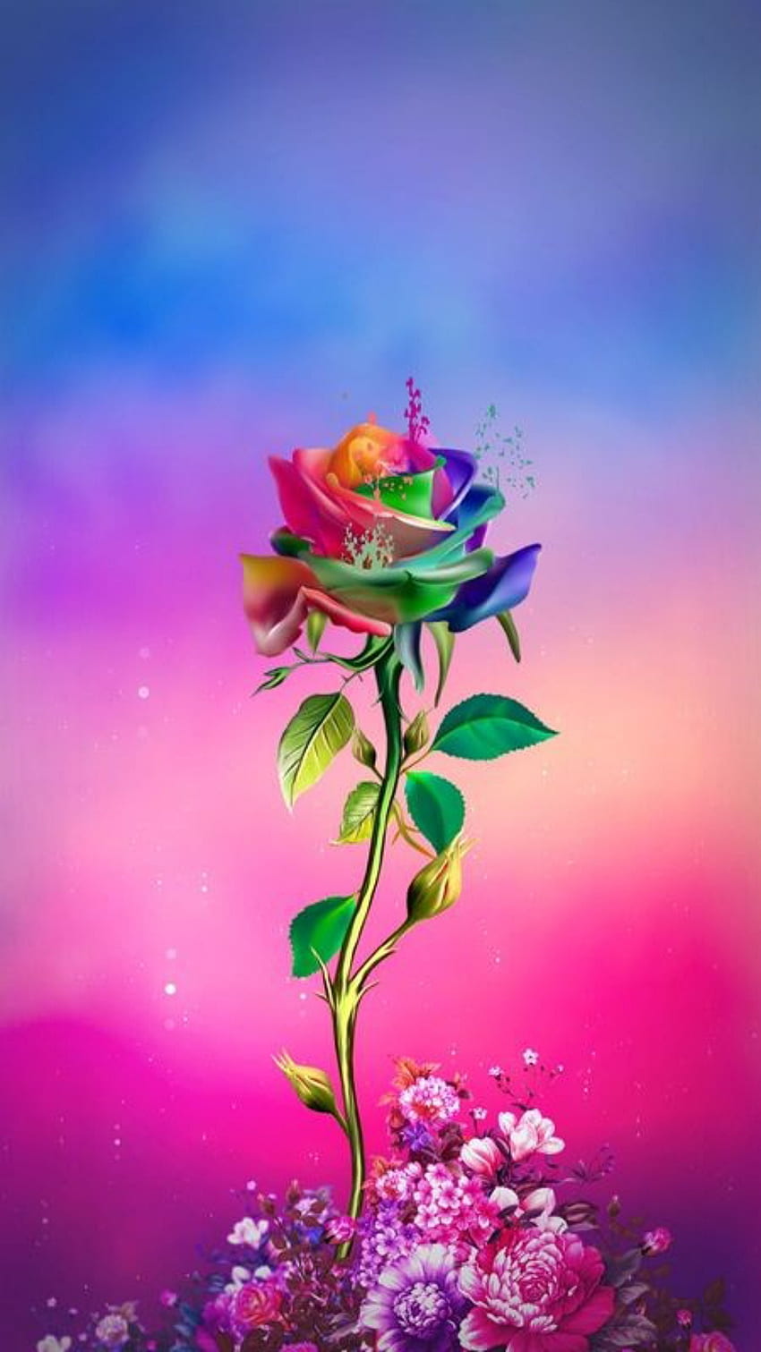 Mawar warna-warni, mawar teh hibrida, cinta wallpaper ponsel HD