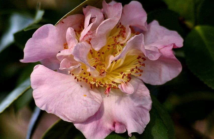 Light Pink Camellia 1, graphie, floral, romance, beauté, grand écran, camélia, fleur, amour Fond d'écran HD