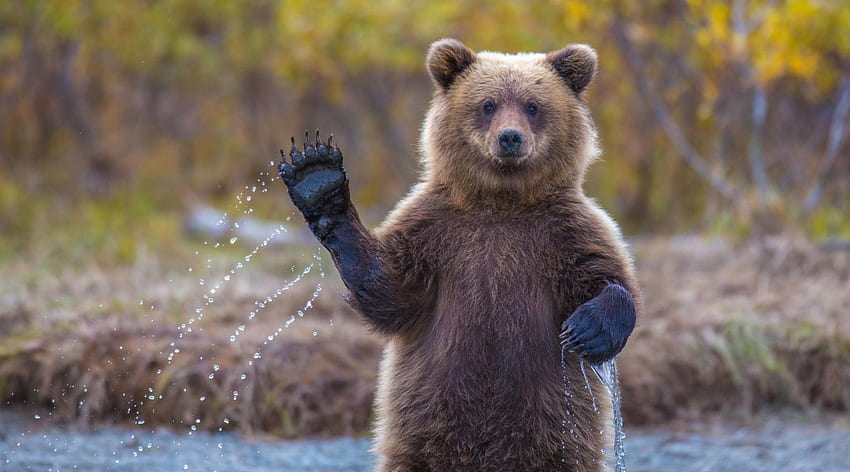 ЗДРАВЕЙ !!, махане, мечка, здравей, гризли, сладко, ръце, смешно, здравей HD тапет
