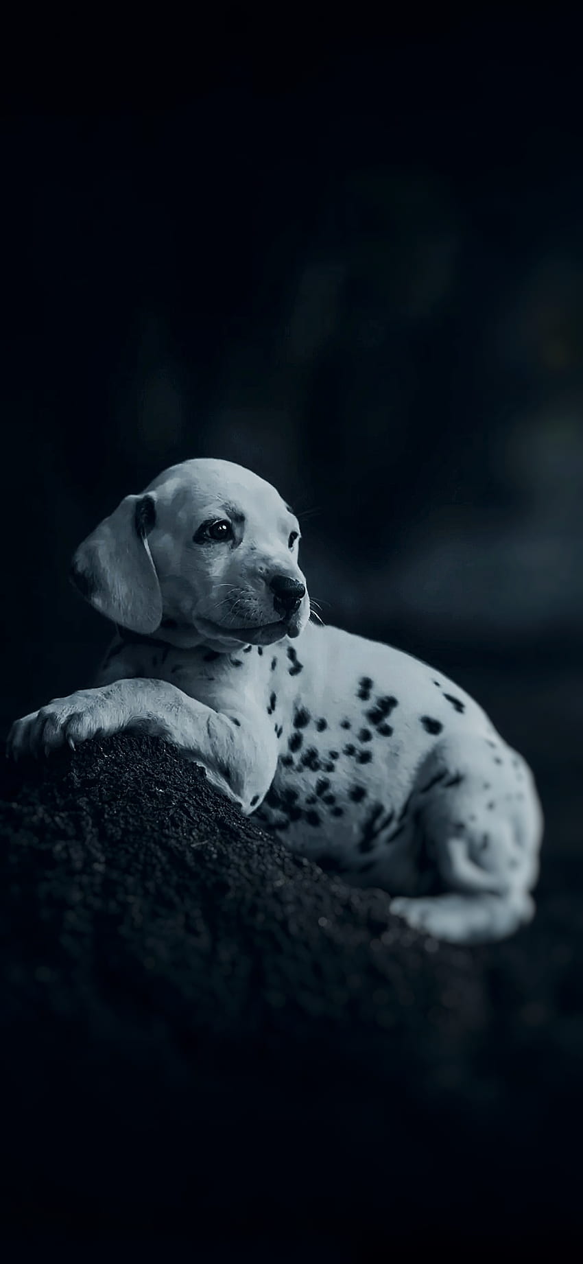 Puppy, companion dog, whiskers, white, black, black&white, cute, dog HD phone wallpaper