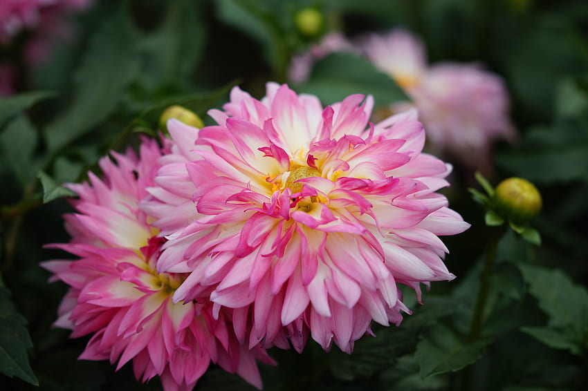 Rosa Dahlien, Rosa, Blütenblätter, Dalila, Dahlien, Blumen, Garten HD-Hintergrundbild