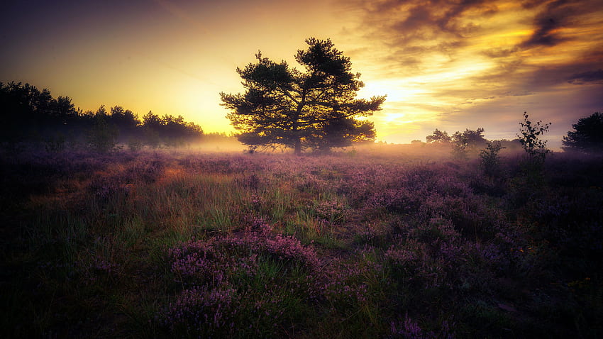 Morning, wild flowers, mist, landscape HD wallpaper