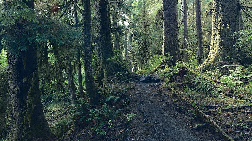 Olympic Peninsula; A walk in the woods. David Westphal graphy, Pacific Northwest Rainforest HD wallpaper