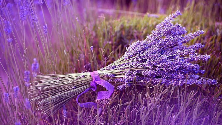 Lavender Field Rose Garden Color High Definition. Lavender plant care, Growing lavender, Lavender plant HD wallpaper