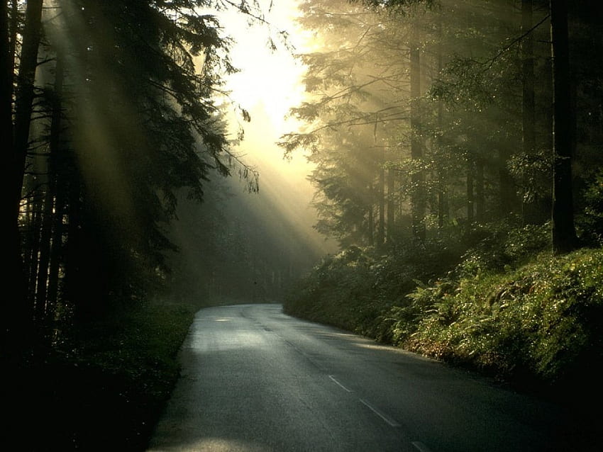 De manhã cedo na Alsácia, raio de sol, Alsácia, estrada, natureza, França, floresta papel de parede HD