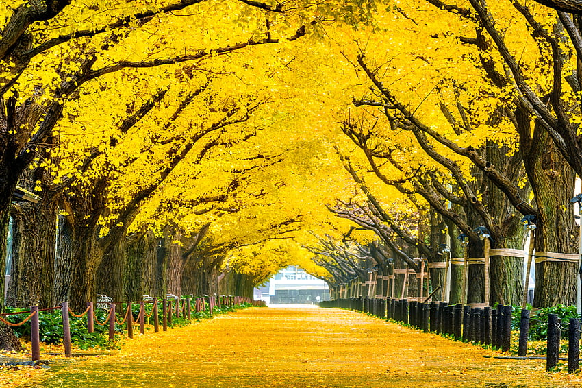 Żółta jesień, Japonia, Liście, Drzewa, Jesień, Ogród Tapeta HD