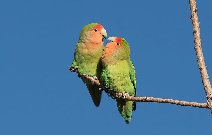 Aves, par, papagaios, periquito de bochechas rosadas para , seção животные papel de parede HD