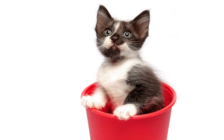 Kitten in red pot, sweet, kitten, white, red, cat, pot HD wallpaper