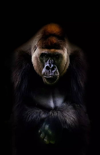 Download Silverback Gorilla Running Through Wallpaper | Wallpapers.com